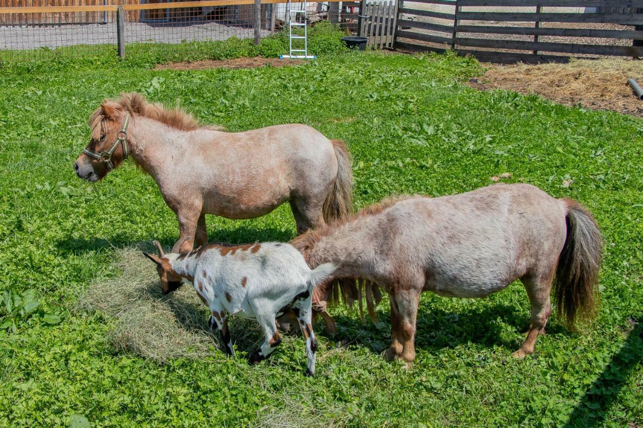 Appartamento Palfengut Altenmarkt im Pongau Esterno foto